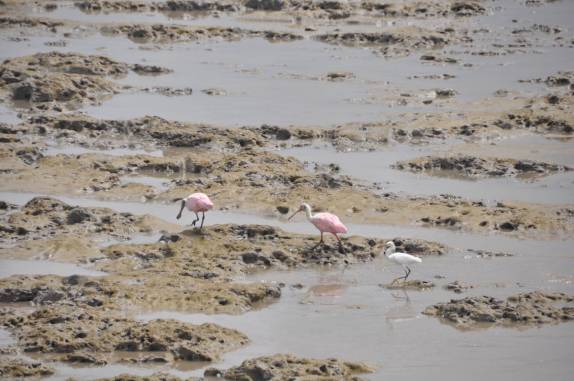 Colhereiros e garças aproveitam a maré baixa em Cayenne para se alimentar na lama deixada para trás pelo mar, na Guiana Francesa